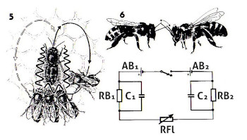 Bienen Elektro4