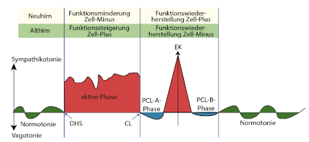 Normotonie Vagotonie